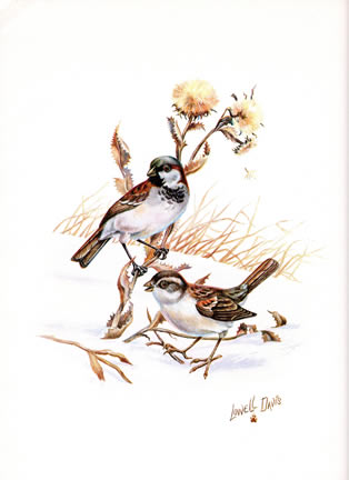 B2 English Sparrow