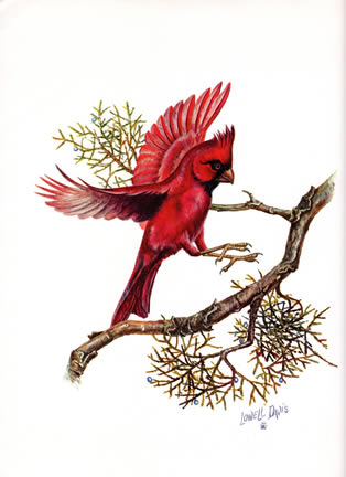 B5 Cardinal
